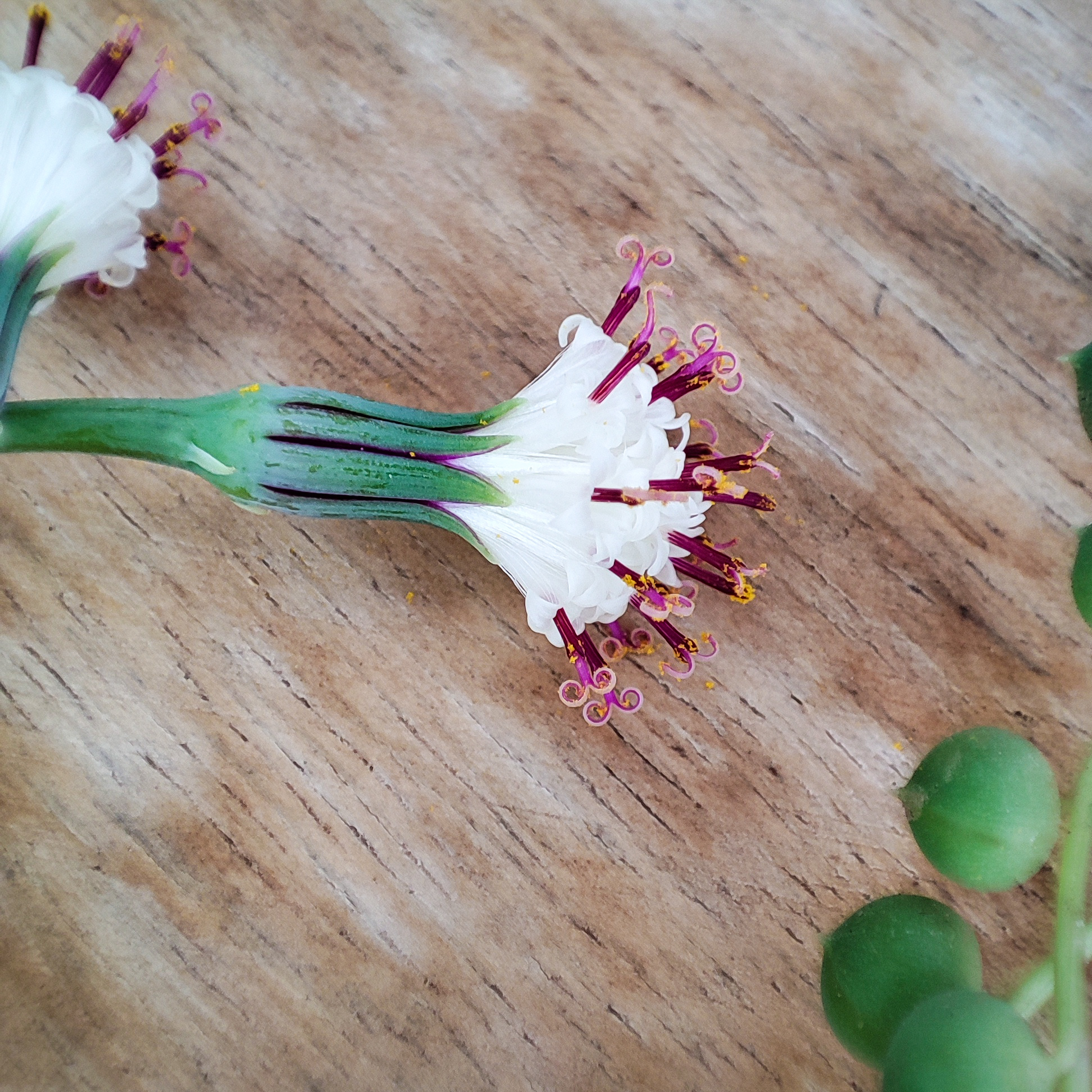 Senecio rowleyanus (=syn Curio rowleyanus) – Image 5