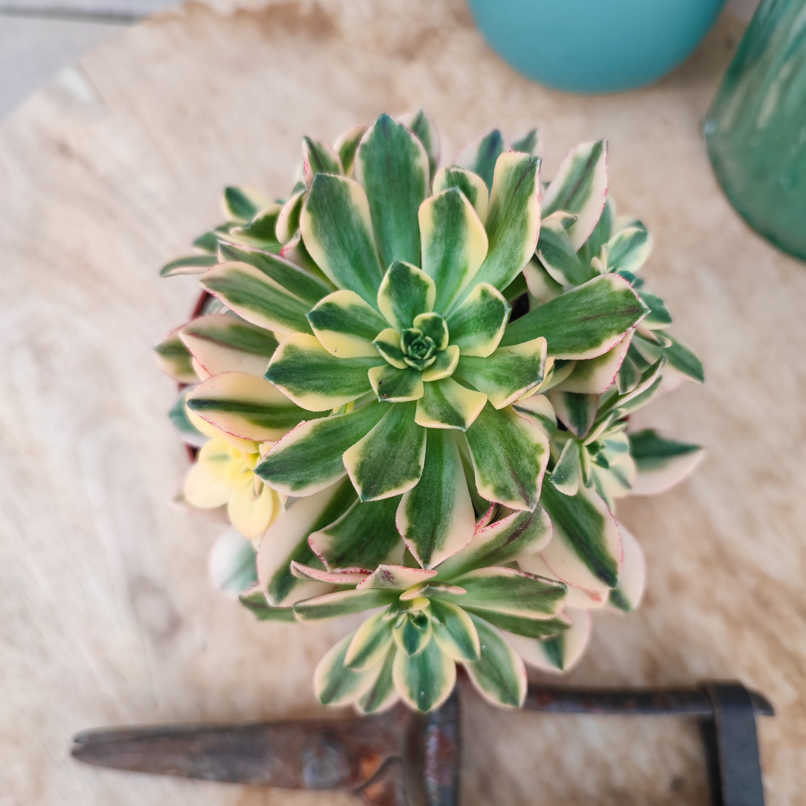 Aeonium 'Bronze Medal' variegata – Image 2
