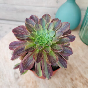 Aeonium &lsquo;Big Bang&rsquo; x &lsquo;Fiesta&rsquo;
