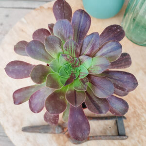 Aeonium &lsquo;Big Bang&rsquo;