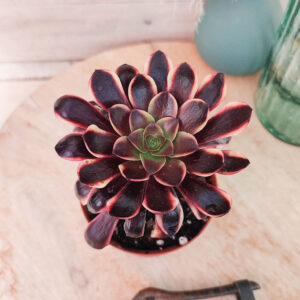 Aeonium ‘Superbang’
