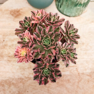 Aeonium &lsquo;Bronze Medal&rsquo; variegata