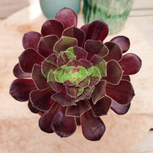 Aeonium &lsquo;Big Bang&rsquo;