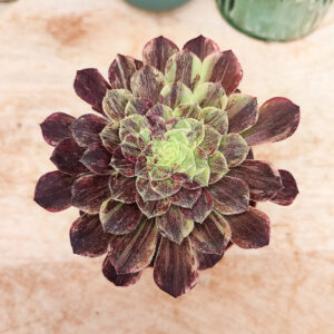 Aeonium &lsquo;Big Bang&rsquo; x &lsquo;Fiesta&rsquo;