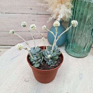 Crassula tecta