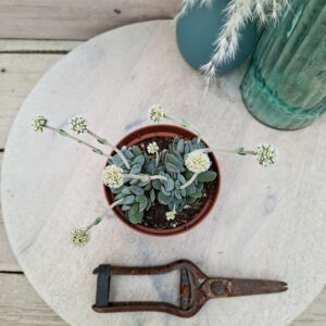 Crassula tecta