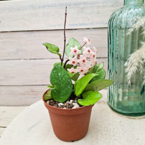Hoya carnosa