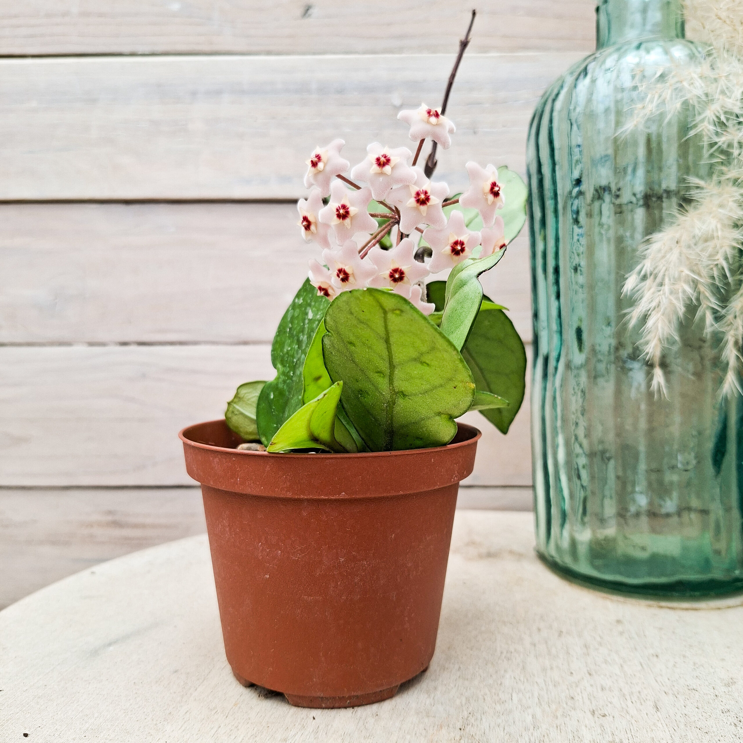Hoya carnosa – Image 3