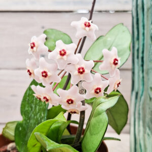 Hoya carnosa