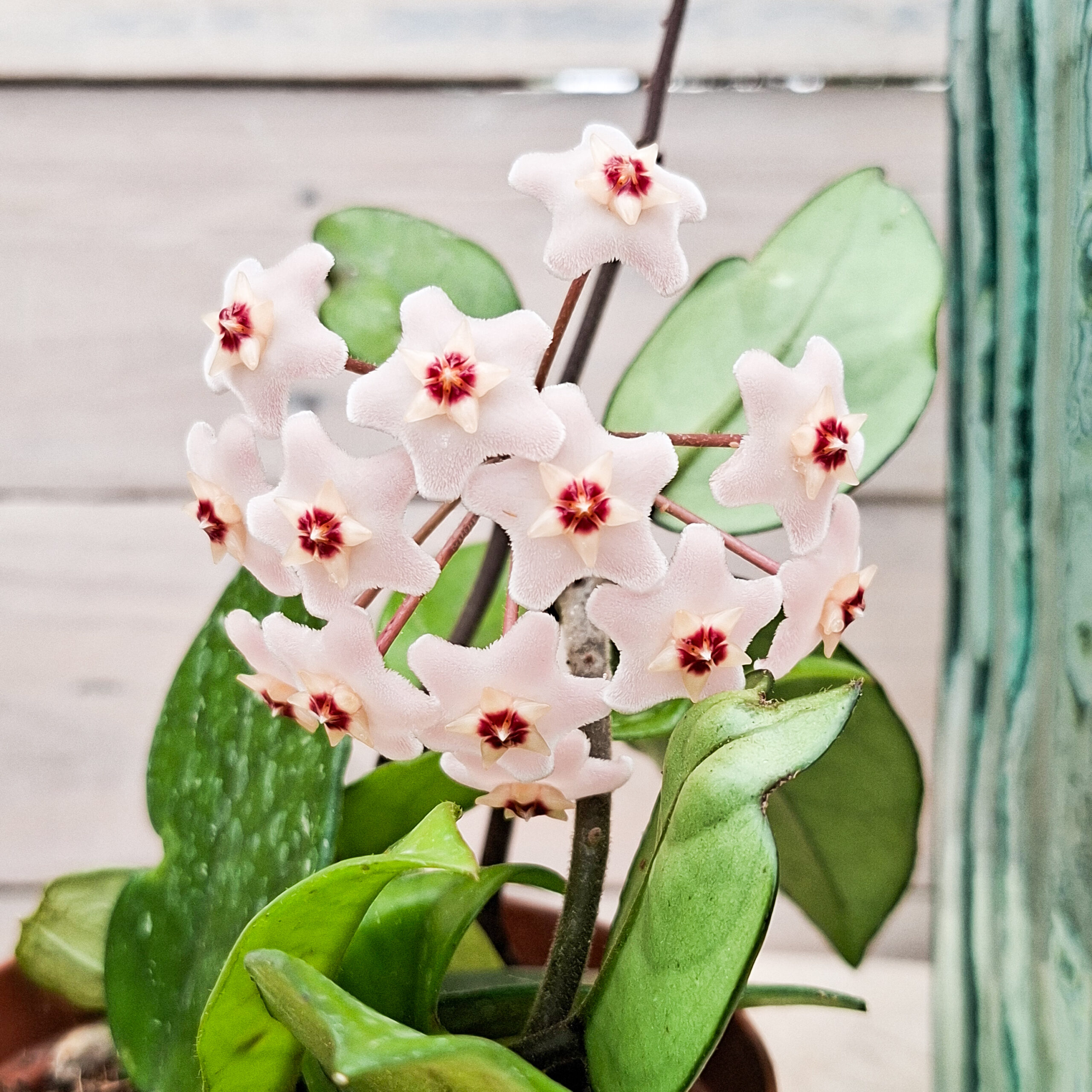 Hoya carnosa