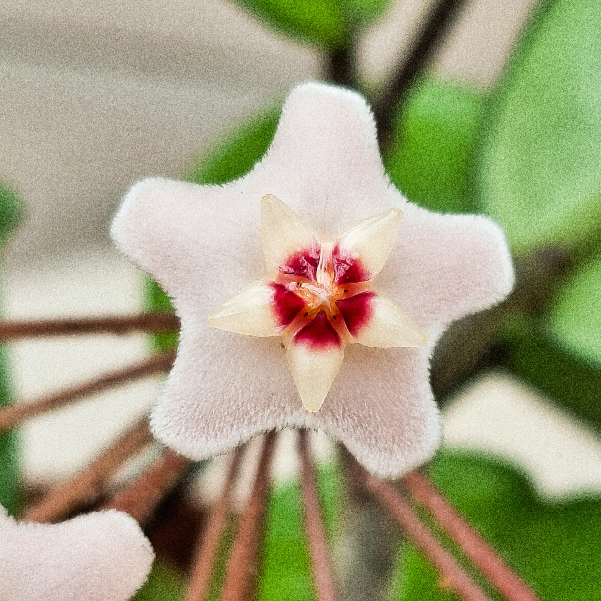 Hoya carnosa – Image 4