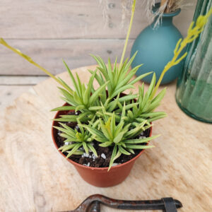 Peperomia ferreyrae