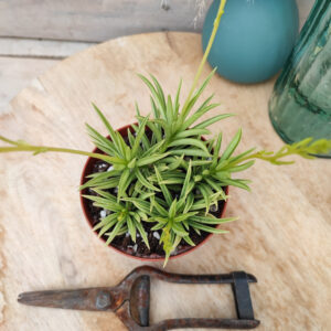 Peperomia ferreyrae