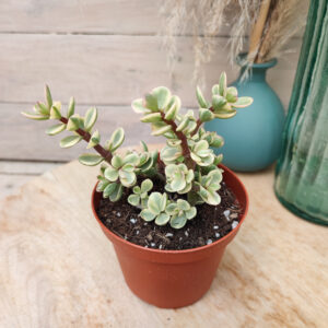 Portulacaria afra variegata