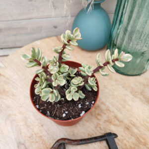 Portulacaria afra variegata