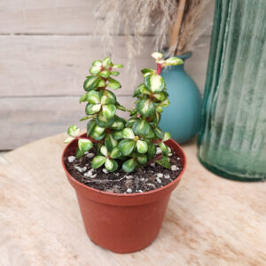 Portulacaria afra cv &lsquo;Mediopicta&rsquo;