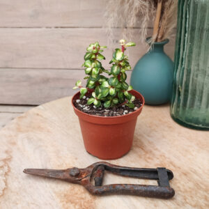 Portulacaria afra cv &lsquo;Mediopicta&rsquo;