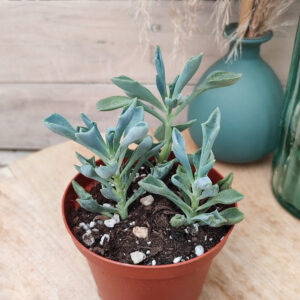 Senecio &lsquo;Trident Blue&rsquo; (=Curio &lsquo;Trident Blue&rsquo;)