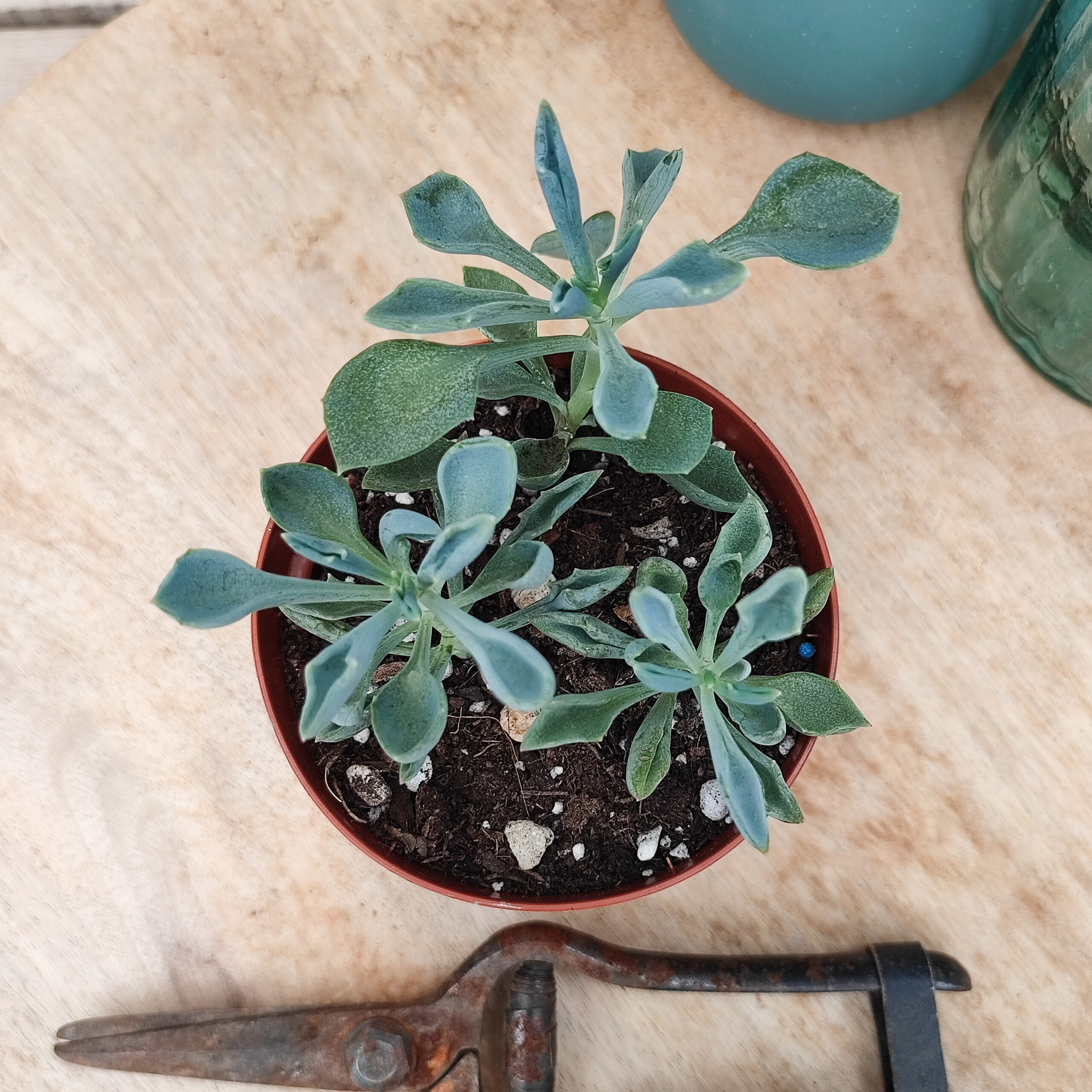 Senecio 'Trident Blue' (=Curio 'Trident Blue') – Image 2