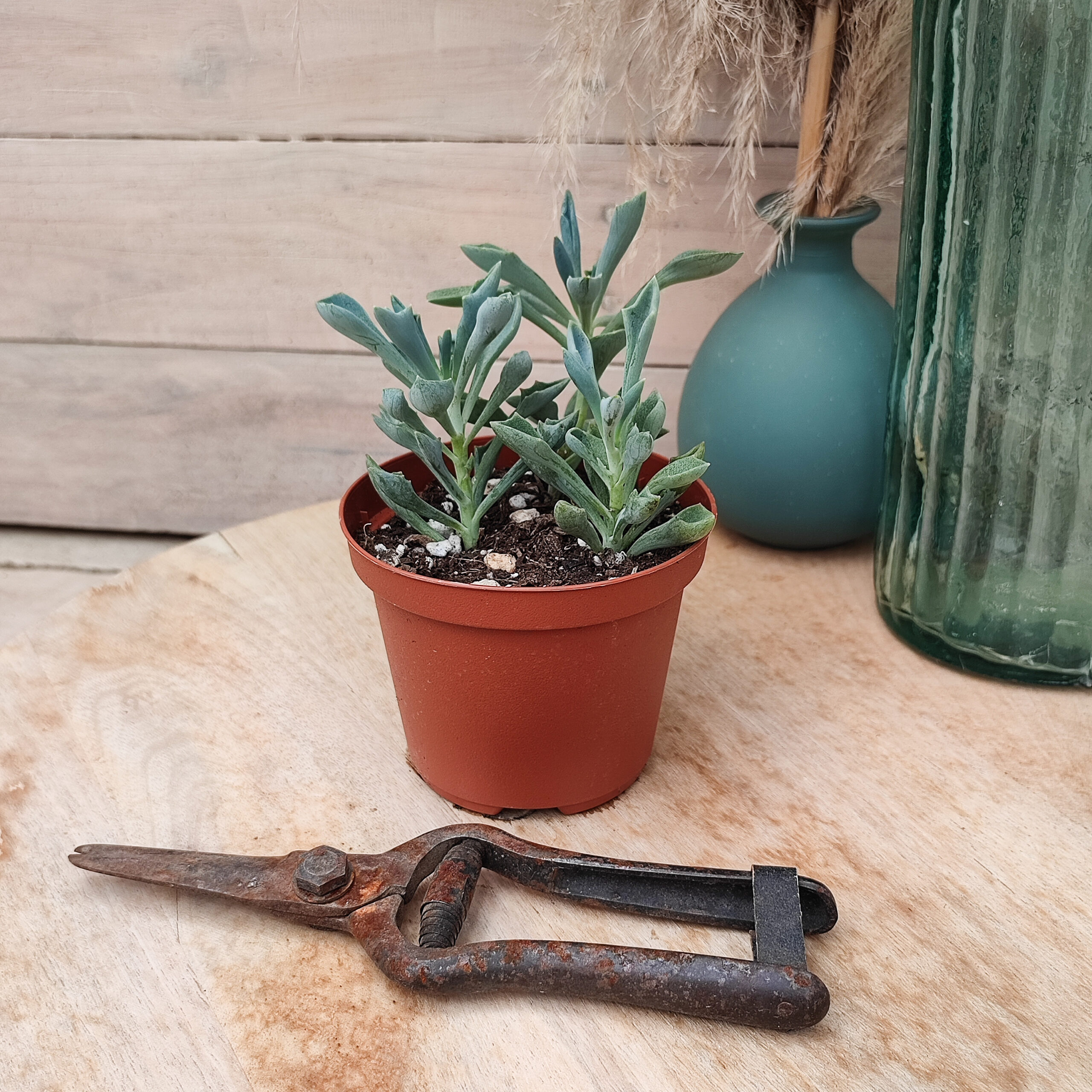 Senecio 'Trident Blue' (=Curio 'Trident Blue') – Image 3