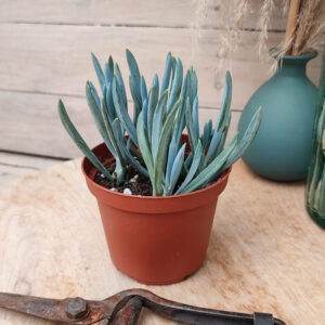 Senecio serpens