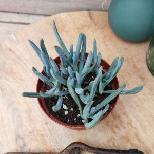 Senecio serpens