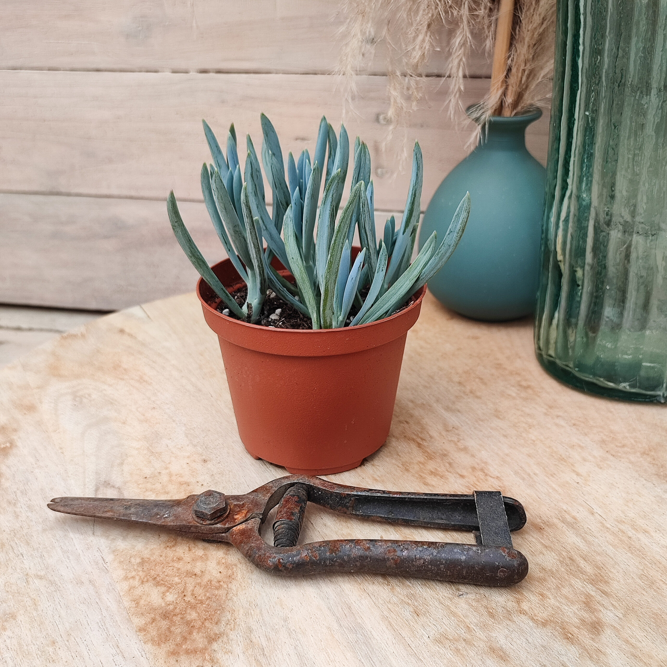 Senecio serpens – Image 3