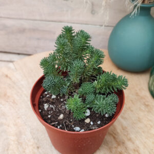 Sedum multiceps