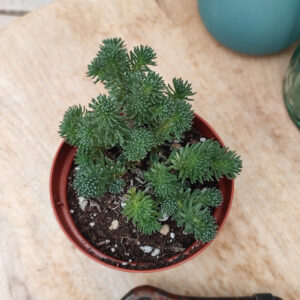 Sedum multiceps