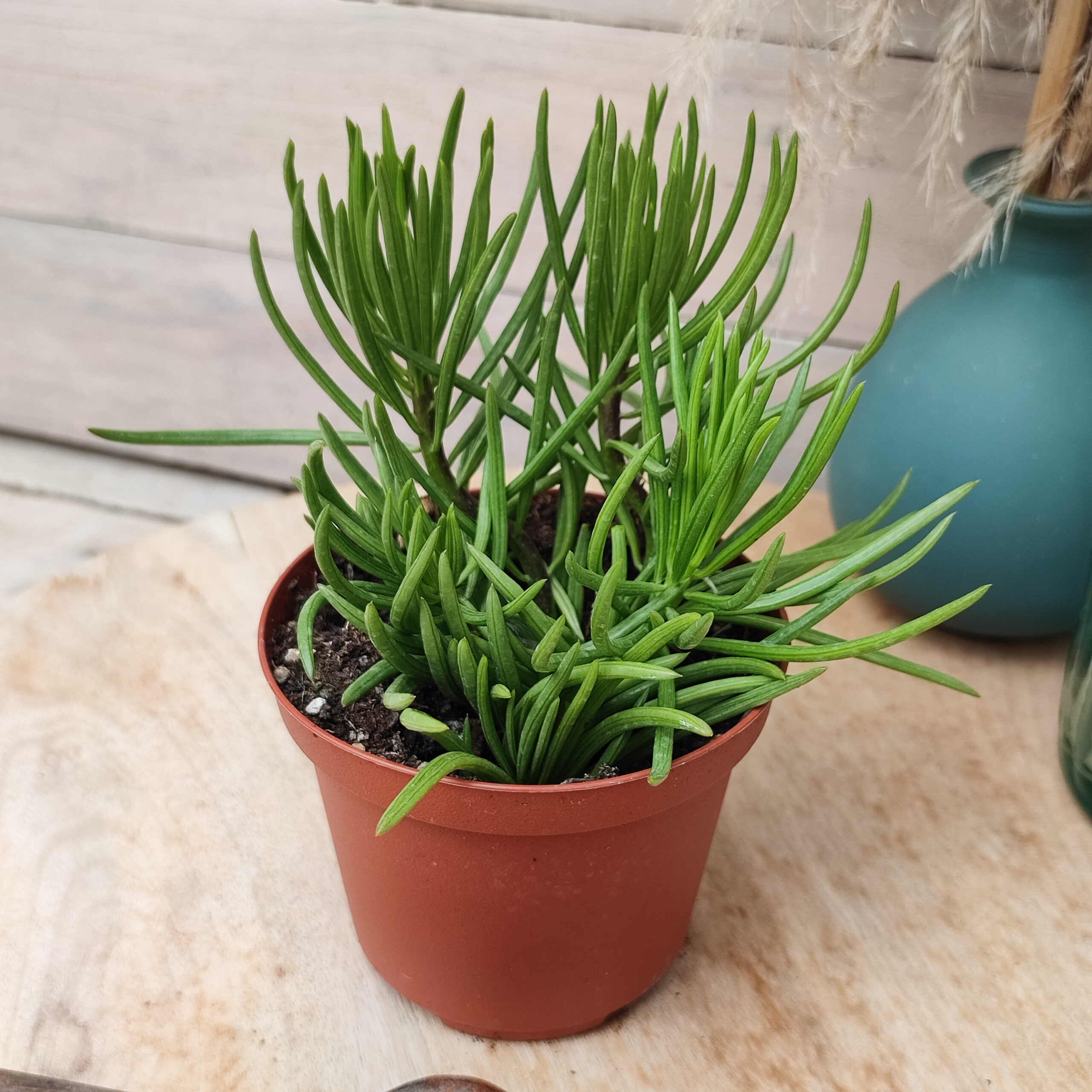Senecio barbertonicus