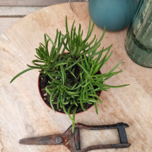 Senecio barbertonicus