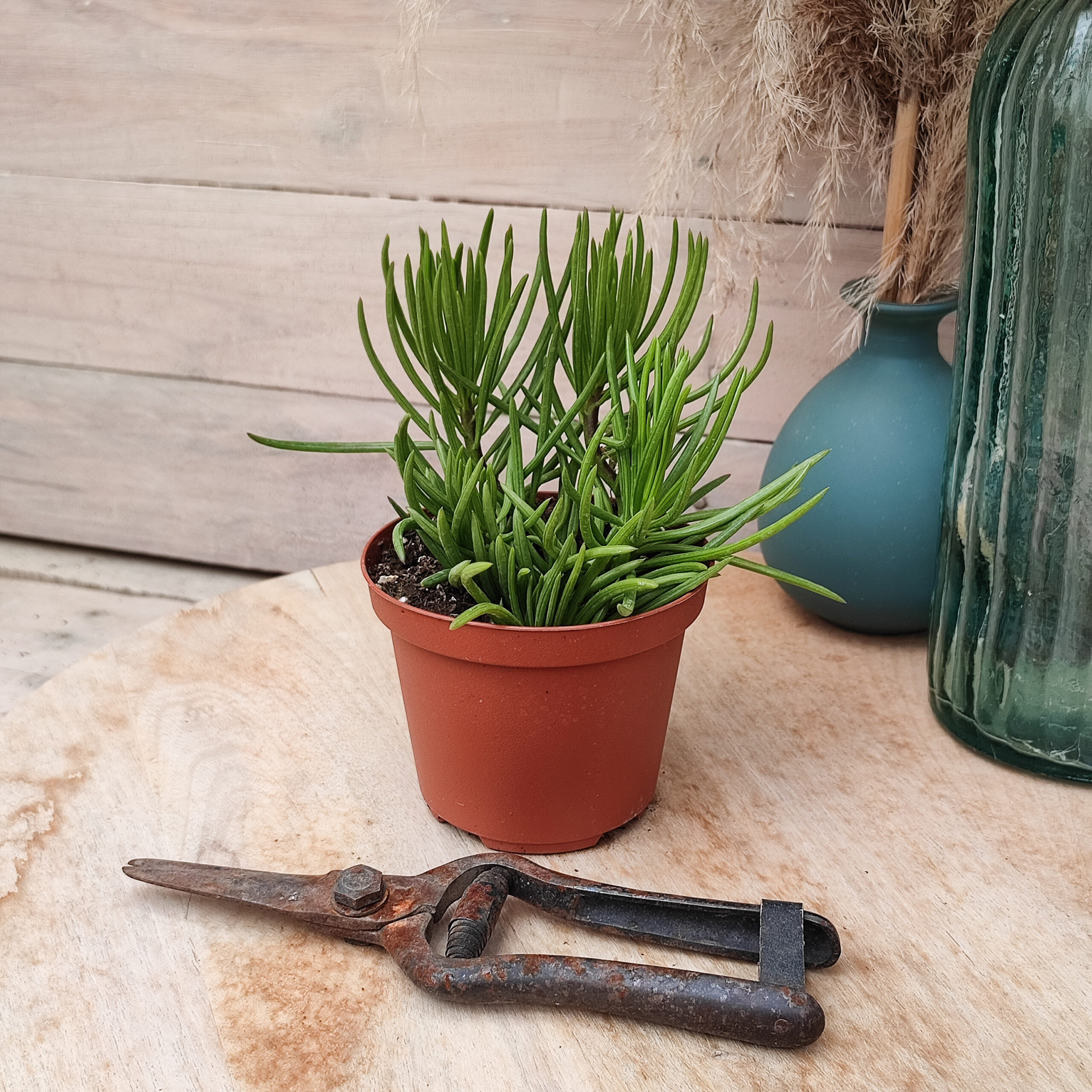Senecio barbertonicus – Image 3