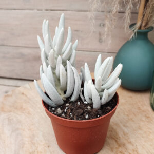 Senecio haworthii &lsquo;Hans Herre&rsquo;