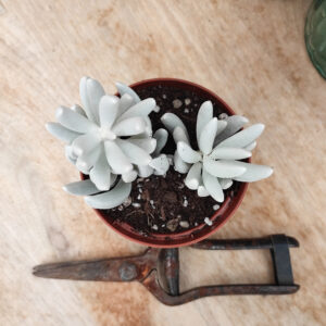 Senecio haworthii &lsquo;Hans Herre&rsquo;