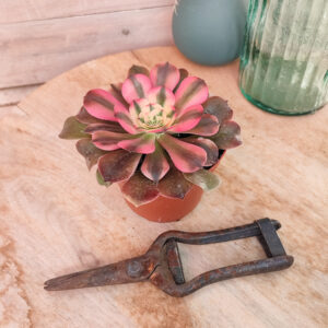 Aeonium &lsquo;Princess&rsquo;