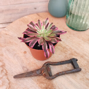 Aeonium &lsquo;Snow Girl&rsquo;