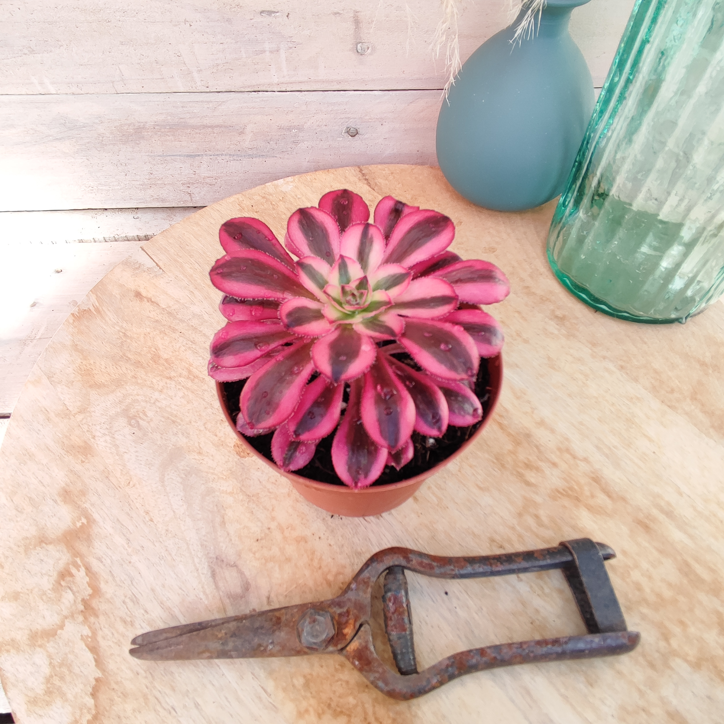 Aeonium 'Chanel' – Image 3