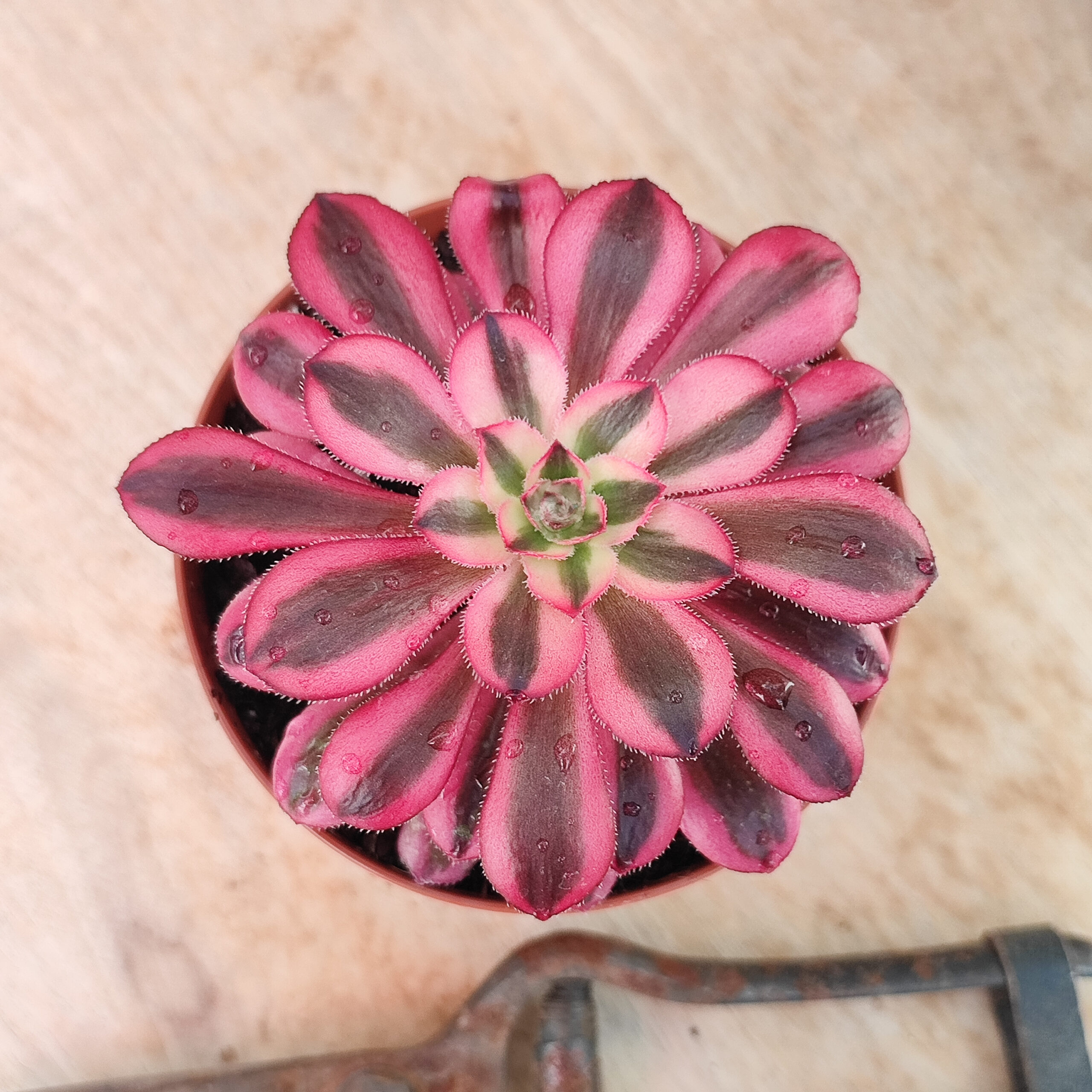 Aeonium 'Chanel' – Image 4
