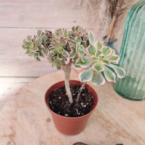 Aeonium &lsquo;Sunburst&rsquo; cristata