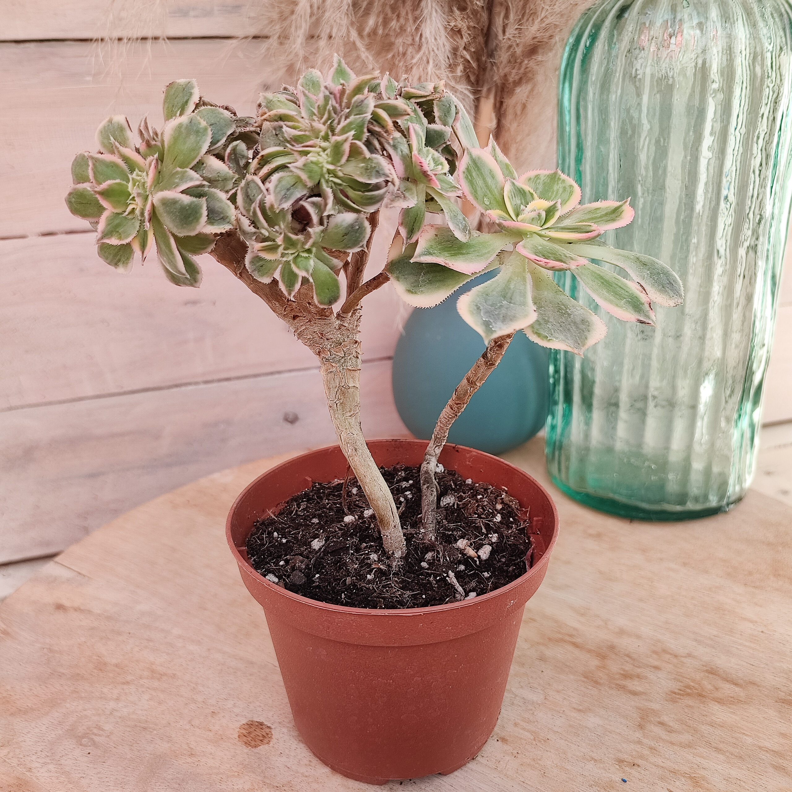 Aeonium 'Sunburst' cristata – Image 3