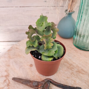 Kalanchoe beharensis nudum f. monstruosa
