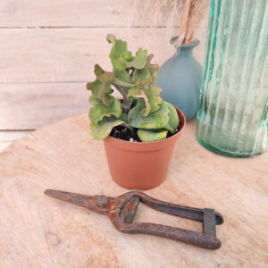 Kalanchoe beharensis nudum f. monstruosa