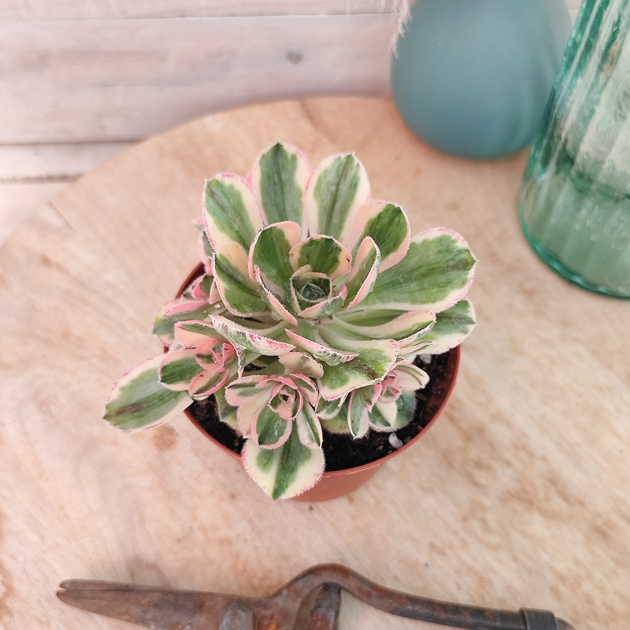 Aeonium 'Marnier-Lapostolle' variegata – Image 3
