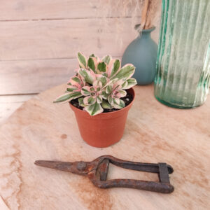 Aeonium &lsquo;Marnier-Lapostolle&rsquo; variegata