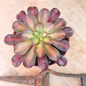 Aeonium &lsquo;Kilimanjaro&rsquo;