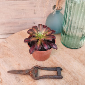 Aeonium &lsquo;Kilimanjaro&rsquo;