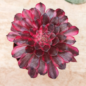 Aeonium &lsquo;Snow Girl&rsquo;