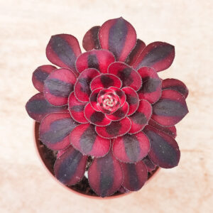 Aeonium &lsquo;Chanel&rsquo;
