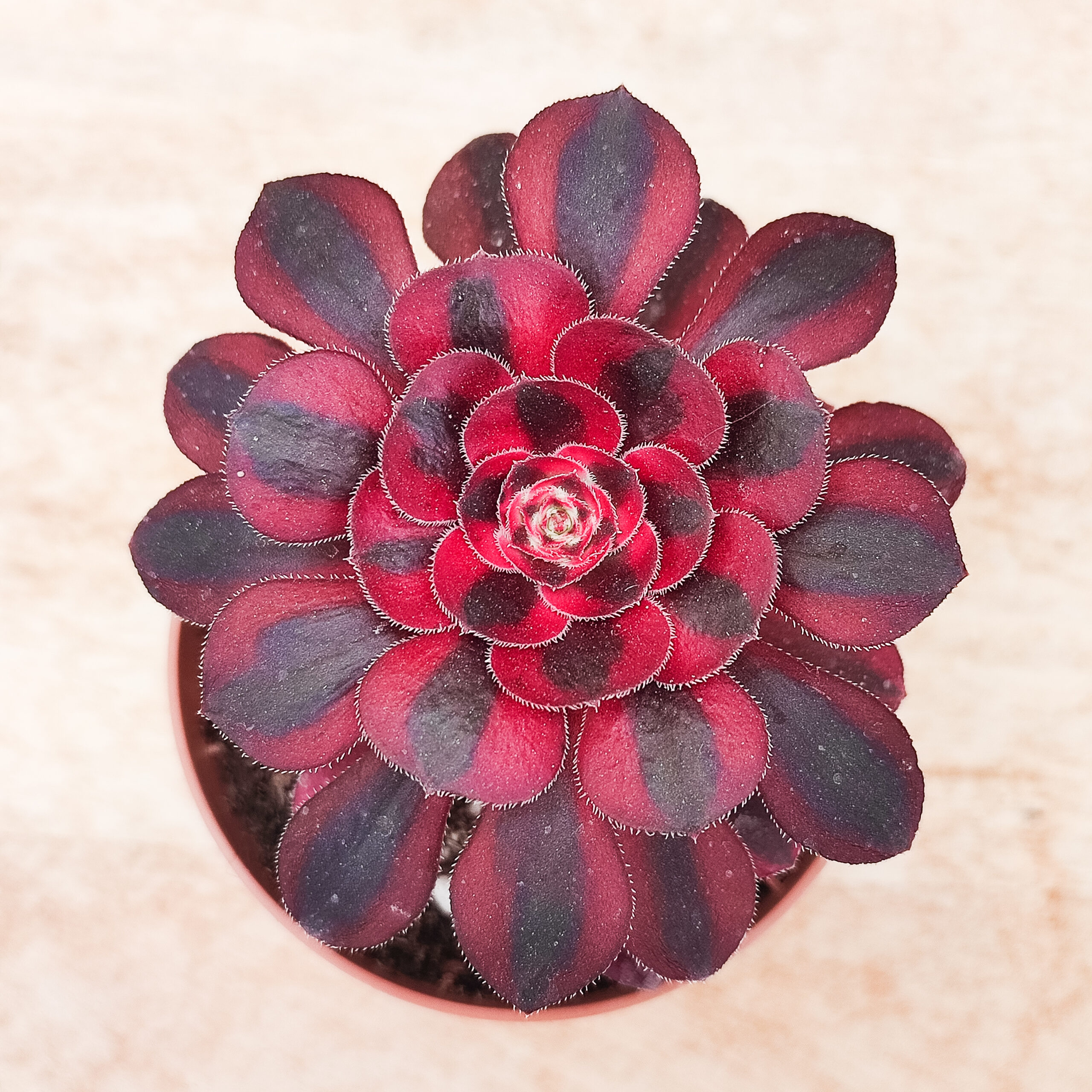 Aeonium 'Chanel'