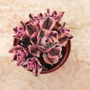 Aeonium &lsquo;Marnier-Lapostolle&rsquo; variegata